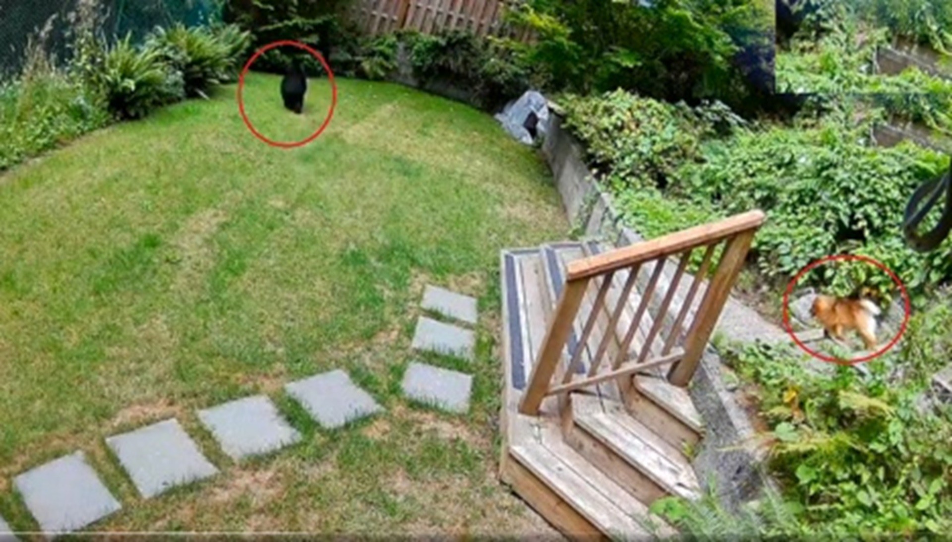 É #FATO: Cãozinho Lulu da Pomerânia expulsa urso de casa no Canadá; assista ao VÍDEO
