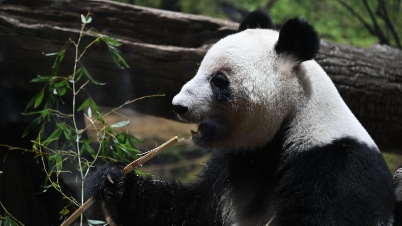 Como a China usa pandas e ‘guerra de zona cinzenta’ para aumentar pressão sobre o Japão